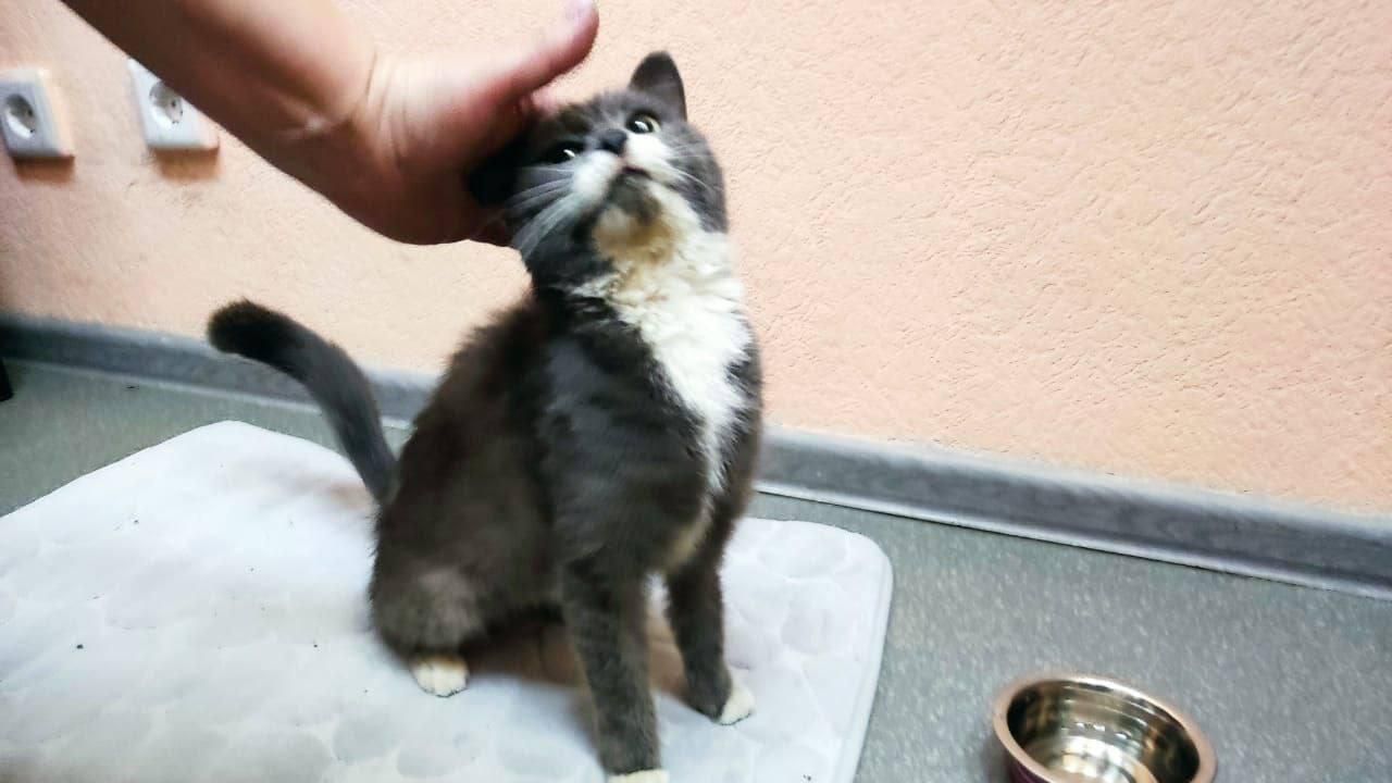 Железнодорожники в Улан-Удэ спасли кошку из рюкзака, найденного в вагоне с углем Железнодорожники в Улан-Удэ спасли кошку из рюкзака, найденного в вагоне с углем - РИА Новости, 1920, 16.01.2025