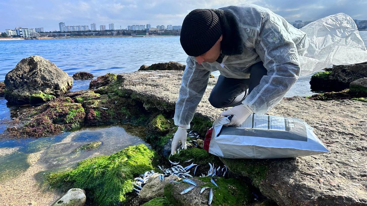 Россельхознадзор взял пробы рыбы из Черного и Азовского морей - РИА Новости, 1920, 16.01.2025