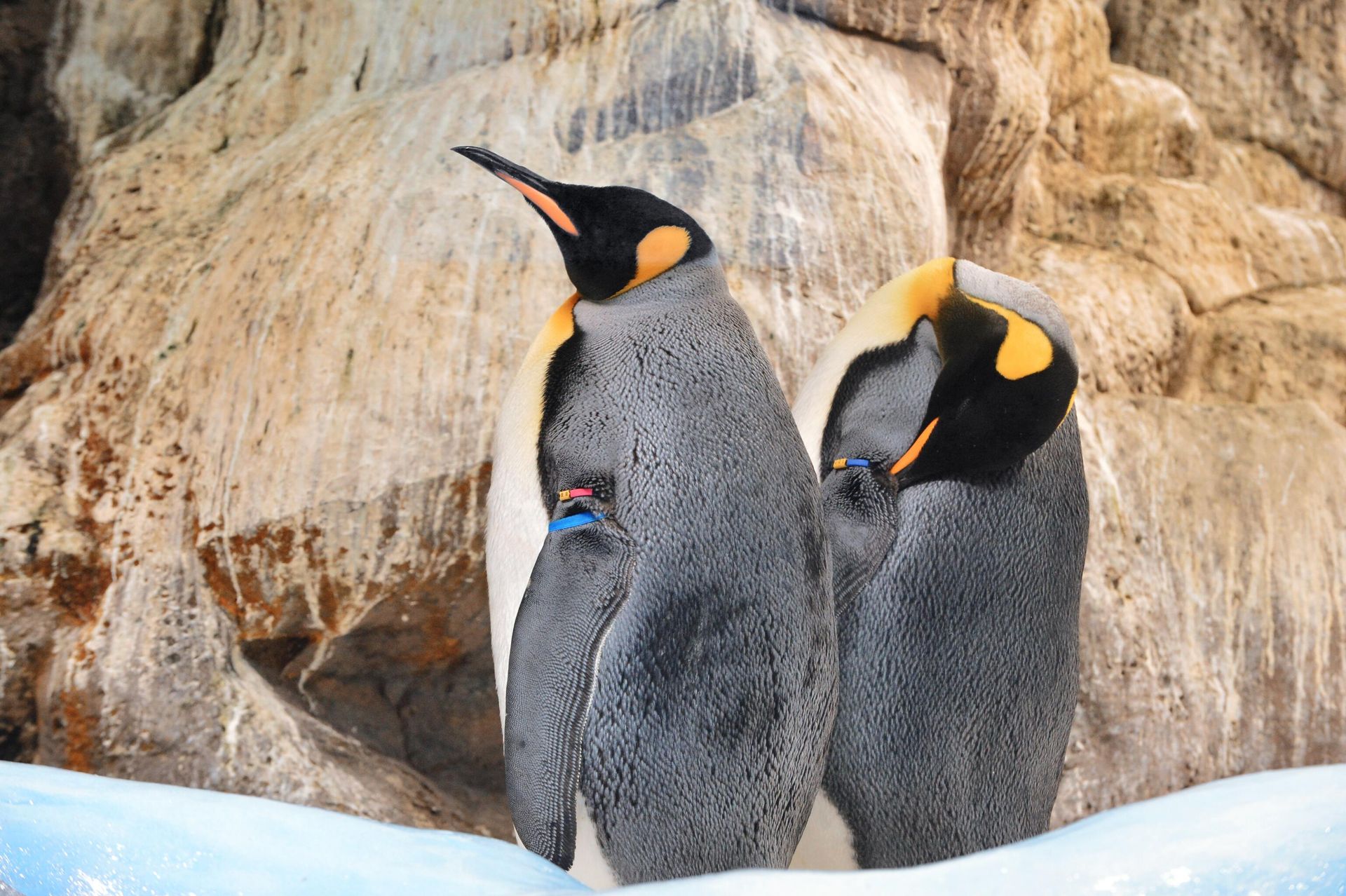 Королевские пингвины в Лоро Парке (Loro Parque) на Тенерифе (Tenerife). Королевские пингвины в Лоро Парке (Loro Parque) на Тенерифе (Tenerife). - РИА Новости, 1920, 17.01.2025