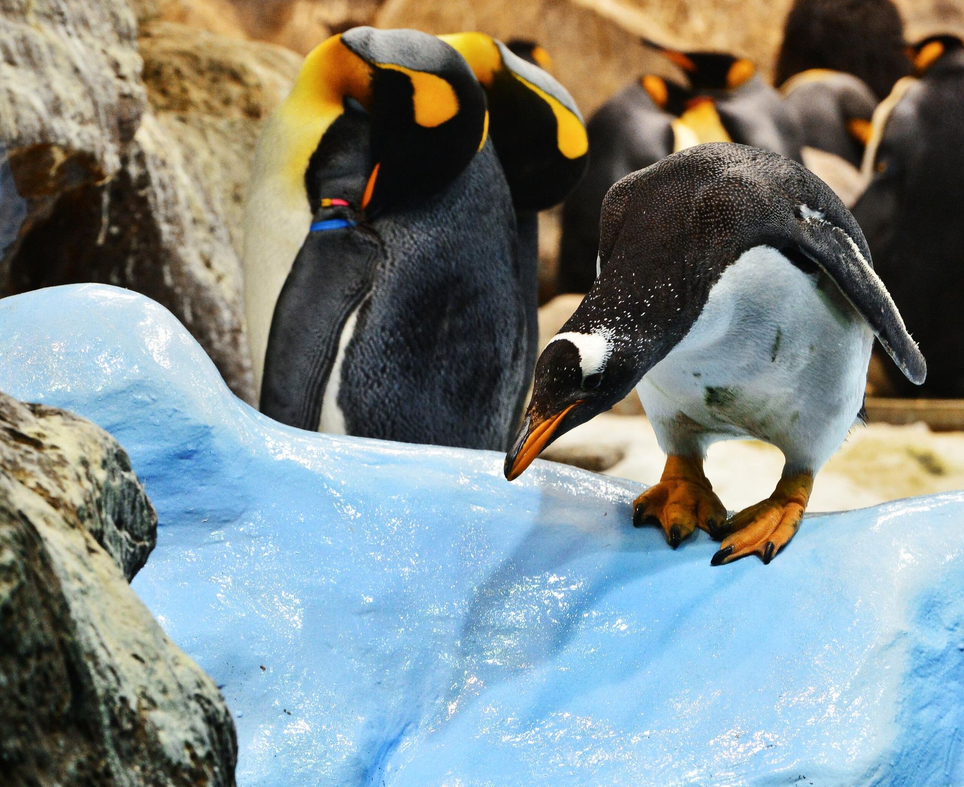 Королевский пингвин готовится прыгнуть в воду в пингвинарии Лоро Парка (Loro Parque) на Тенерифе (Tenerife). Королевский пингвин готовится прыгнуть в воду в пингвинарии Лоро Парка (Loro Parque) на Тенерифе (Tenerife). - РИА Новости, 1920, 17.01.2025