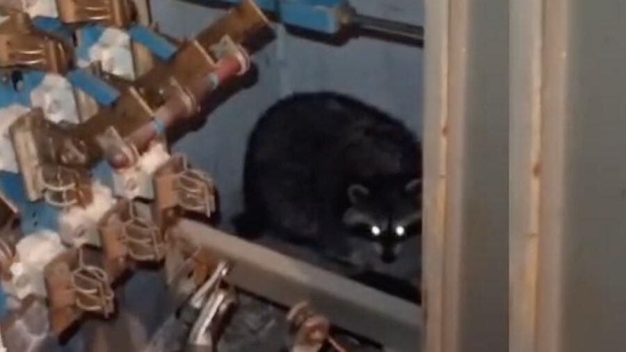 Енот в трансформаторной подстанции в Норильске. Кадр видео Енот в трансформаторной подстанции в Норильске. Кадр видео - РИА Новости, 1920, 21.01.2025