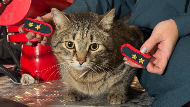 Кот Толик