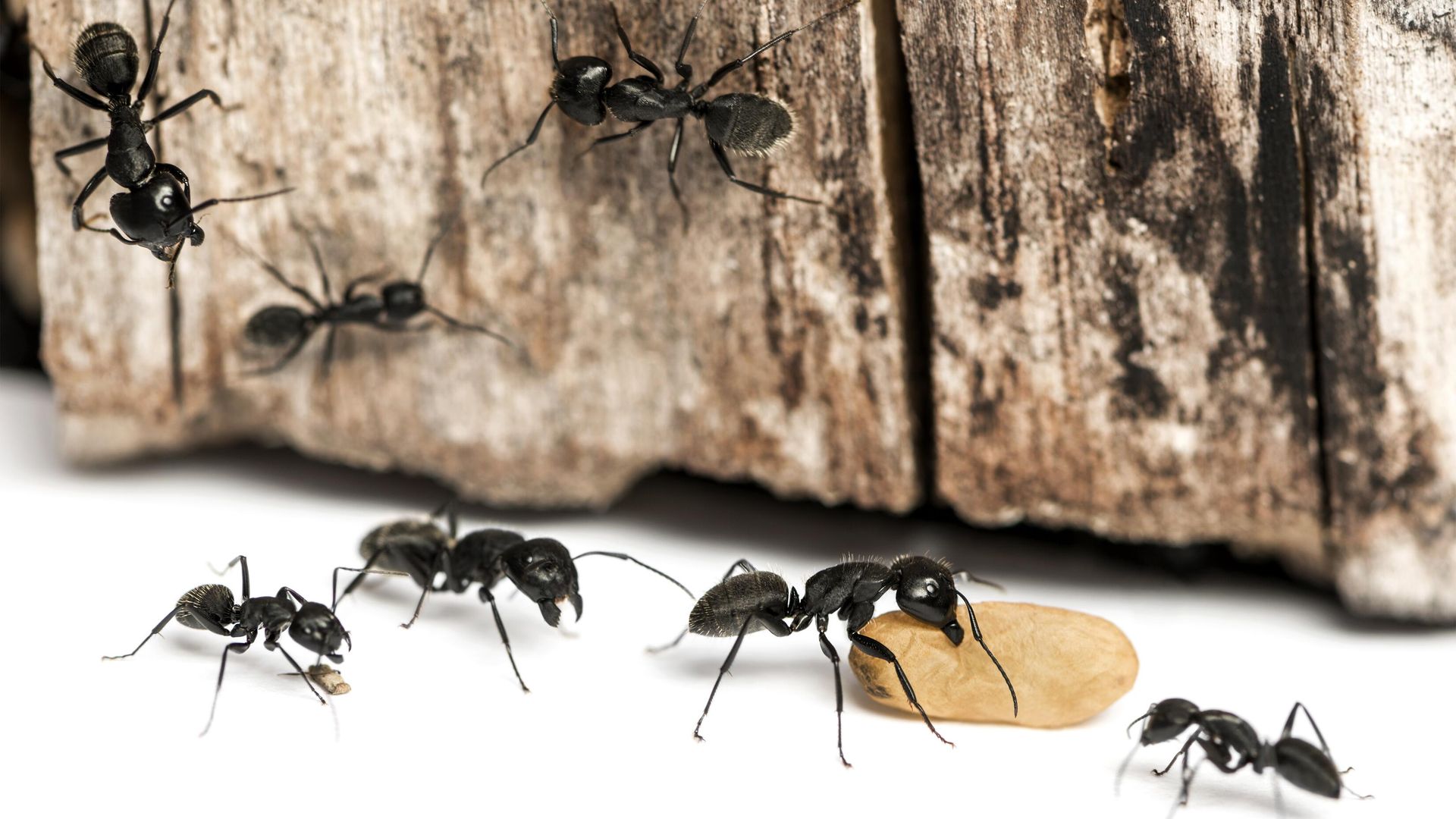 Муравьи Camponotus vagus Муравьи Camponotus vagus - РИА Новости, 1920, 29.01.2025