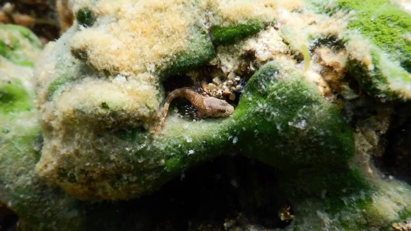 Ольхонский морфотип Draparnaldioides Ольхонский морфотип Draparnaldioides - РИА Новости, 1920, 28.01.2025