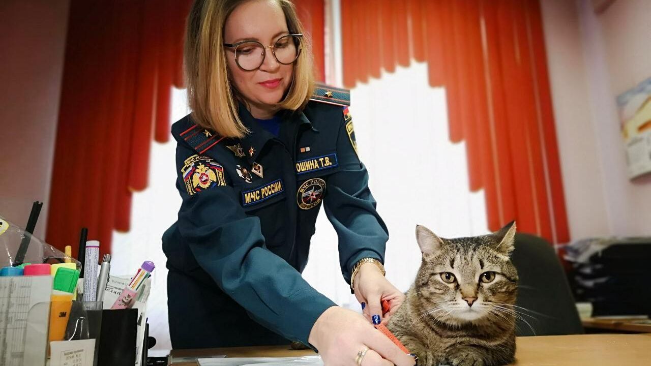 Коту Толику из отряда Семенычи сделали контрольные обмеры для пошива первой формы МЧС Коту Толику из отряда Семенычи сделали контрольные обмеры для пошива первой формы МЧС - РИА Новости, 1920, 31.01.2025