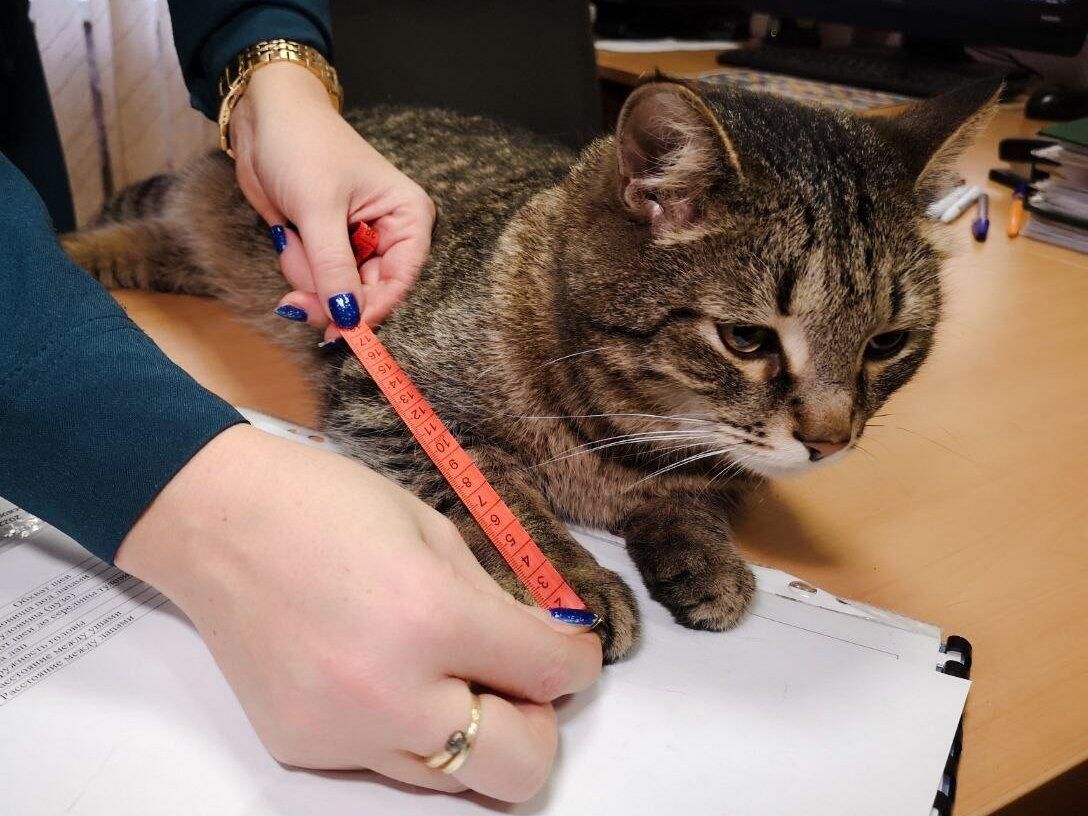 Коту Толику из отряда Семенычи сделали контрольные обмеры для пошива первой формы МЧС - РИА Новости, 1920, 31.01.2025