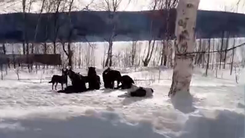 Бродячие собаки в Николаевске-на-Амуре. Кадр видео Бродячие собаки в Николаевске-на-Амуре. Кадр видео - РИА Новости, 1920, 10.02.2025