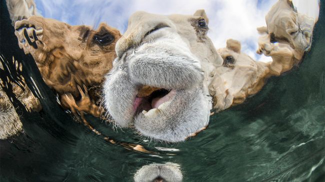 Работа фотографа Abdulaziz Al Saleh из Кувейта Hydration, победившая в категории Portrait