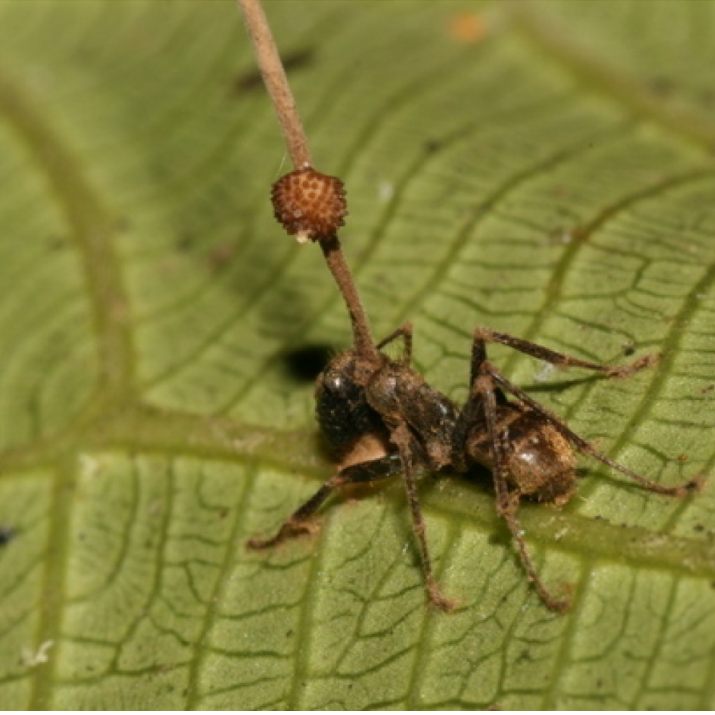 Муравей, пораженный Ophiocordyceps-ом - РИА Новости, 1920, 28.02.2025