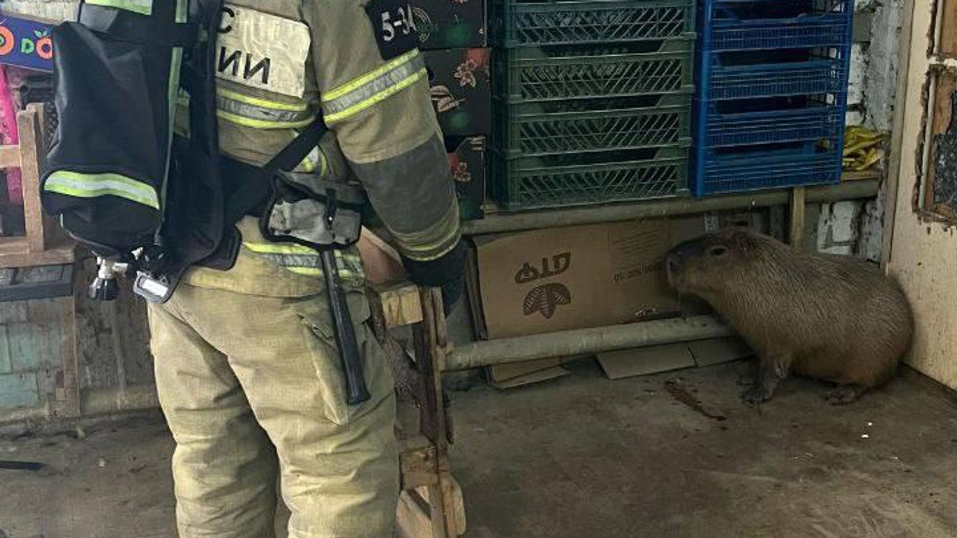 Сотрудники МЧС спасли капибар от пожара в зоопарке Ростова-на-Дону - РИА Новости, 1920, 03.03.2025