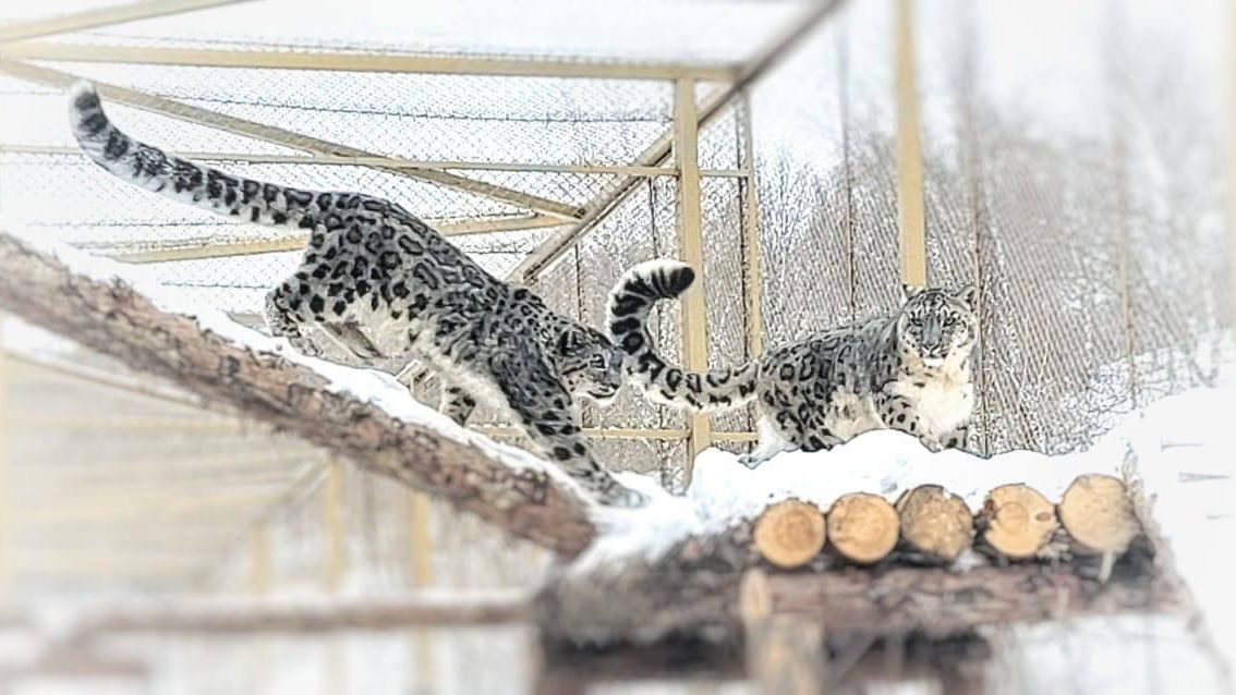 Снежные барсы в научном центре по сохранению барсов на Алтае Снежные барсы в научном центре по сохранению барсов на Алтае - РИА Новости, 1920, 06.03.2025