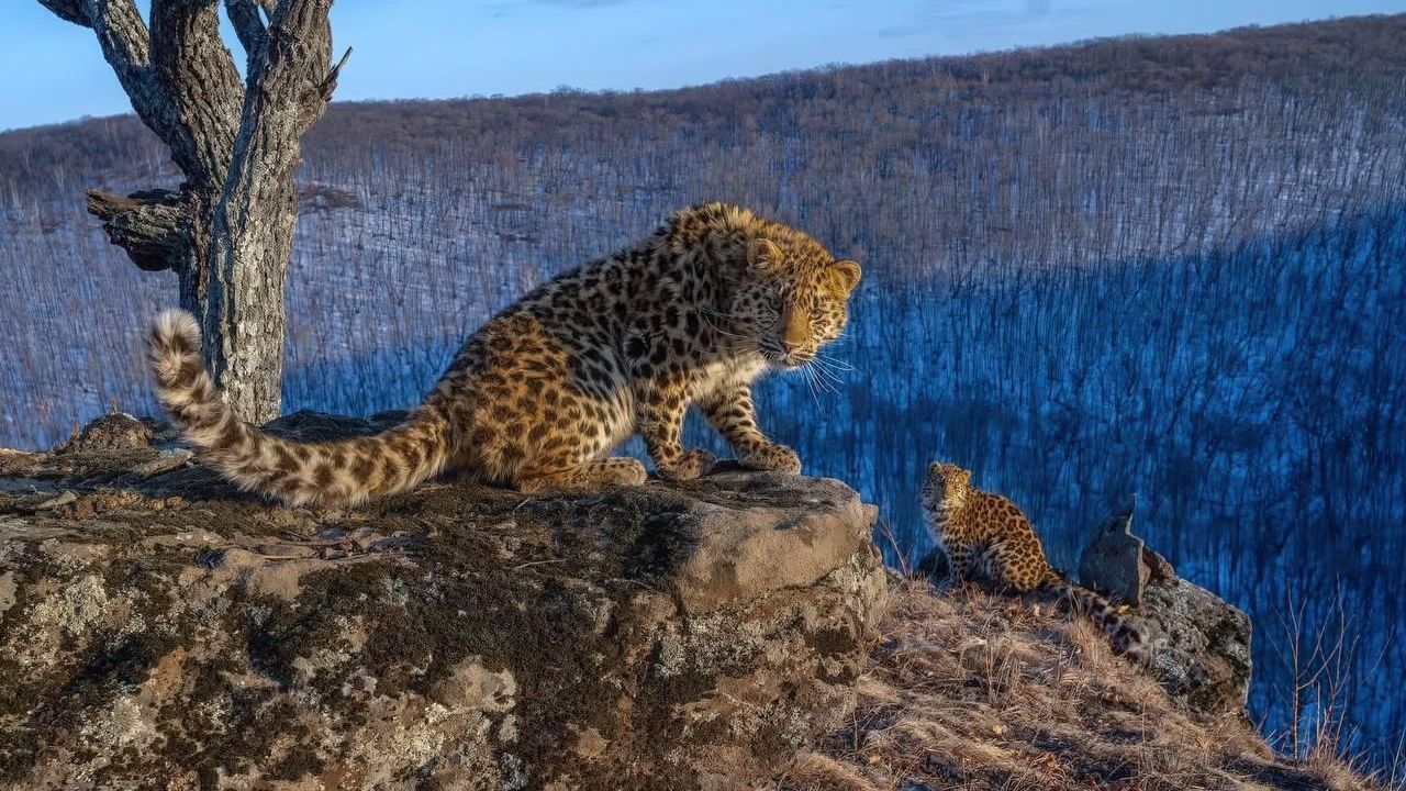 Самка леопарда под номером Leo 156F с двумя котятами Самка леопарда под номером Leo 156F с двумя котятами - РИА Новости, 1920, 07.03.2025