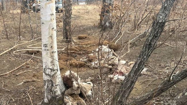 Останки диких животных на участке дороги Рудная пристань - Терней в Приморском крае
