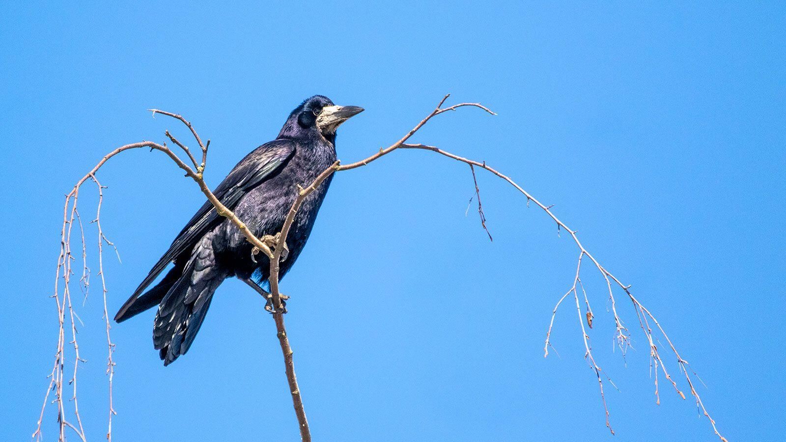В Москву вернулись грачи В Москву вернулись грачи - РИА Новости, 1920, 17.03.2025