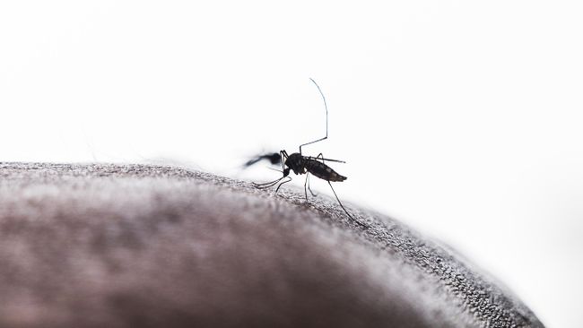 Комар, который является переносчиком вируса чикунгунья