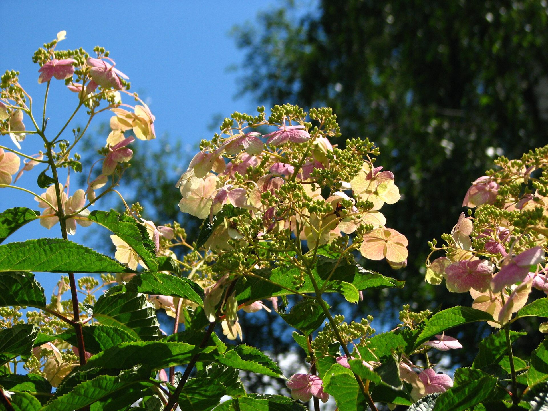 Hydrangea bretschneideri в Дендрарии Главного ботанического сада РАН в Москве - РИА Новости, 1920, 11.04.2025