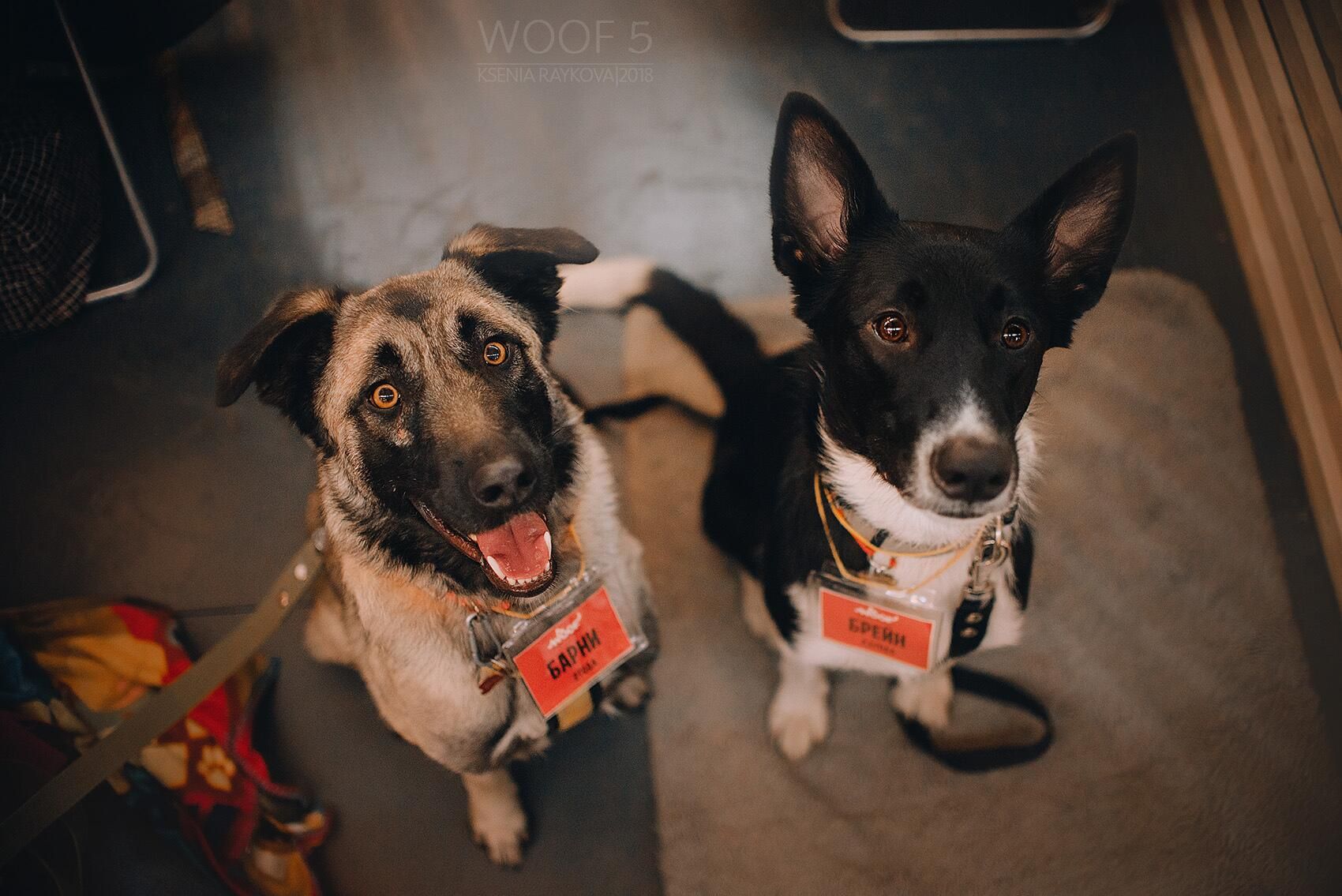 Питомцы на WOOF-фестивале Питомцы на WOOF-фестивале - РИА Новости, 1920, 21.04.2025