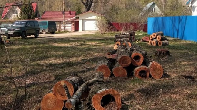 Почти 800 аварийных деревьев убрали в лесах Подмосковья с начала года