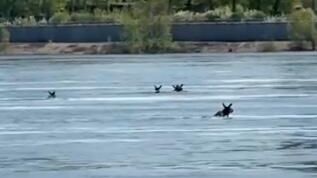 Массовый заплыв лосей по Каме Массовый заплыв лосей по Каме - РИА Новости, 1920, 20.05.2025