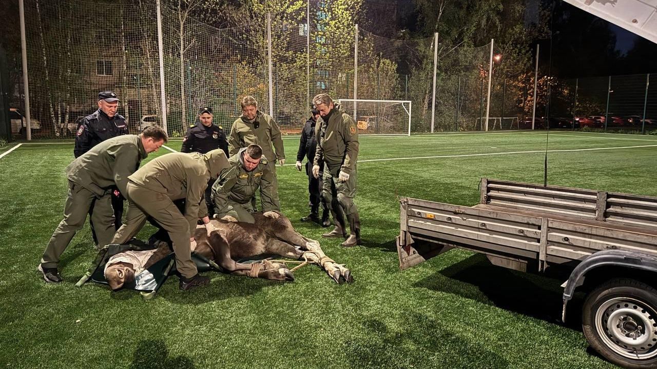 Сотрудники комитета по природопользованию оказывают помощь раненому лосю во Фрунзенском районе Санкт-Петербурга Сотрудники комитета по природопользованию оказывают помощь раненому лосю во Фрунзенском районе Санкт-Петербурга - РИА Новости, 1920, 22.05.2025