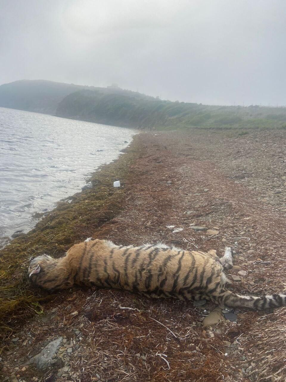 Туша погибшего тигра на побережье Большого Камня в Приморье Туша погибшего тигра на побережье Большого Камня в Приморье - РИА Новости, 1920, 27.05.2025