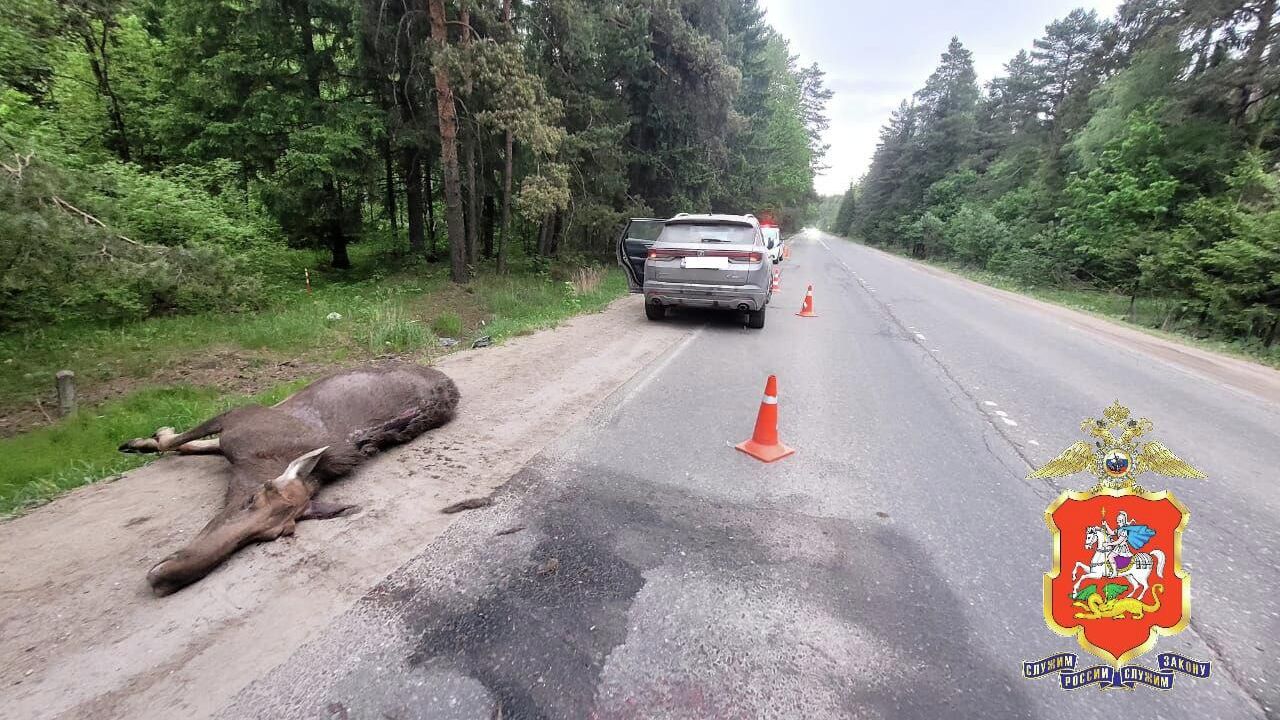 Лось, сбитый в Наро-Фоминском городском округе Лось, сбитый в Наро-Фоминском городском округе - РИА Новости, 1920, 29.05.2025