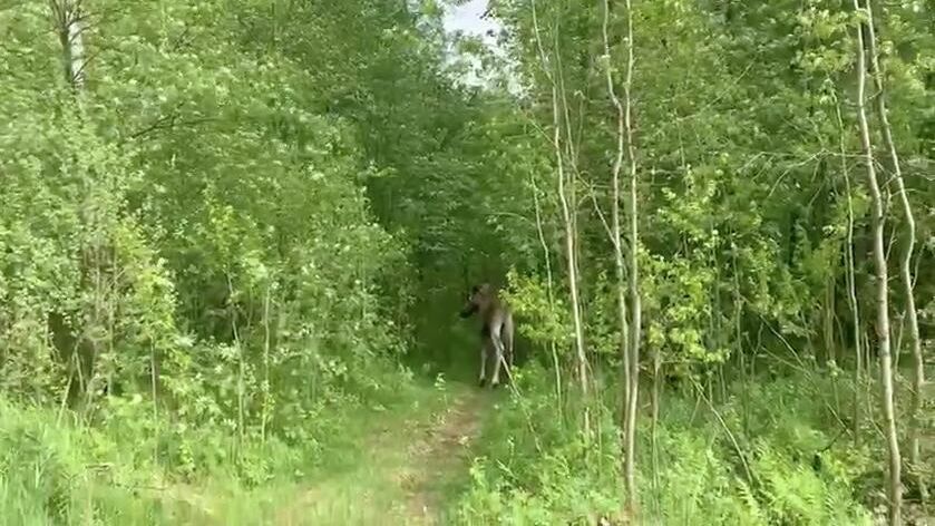 Лося, который забрел во Фрунзенском районе Санкт-Петербурга, поймали и вернули в лес Лося, который забрел во Фрунзенском районе Санкт-Петербурга, поймали и вернули в лес - РИА Новости, 1920, 31.05.2025