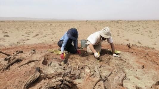 Раскопки в пустыне Гоби в Монголии Раскопки в пустыне Гоби в Монголии - РИА Новости, 1920, 01.06.2025