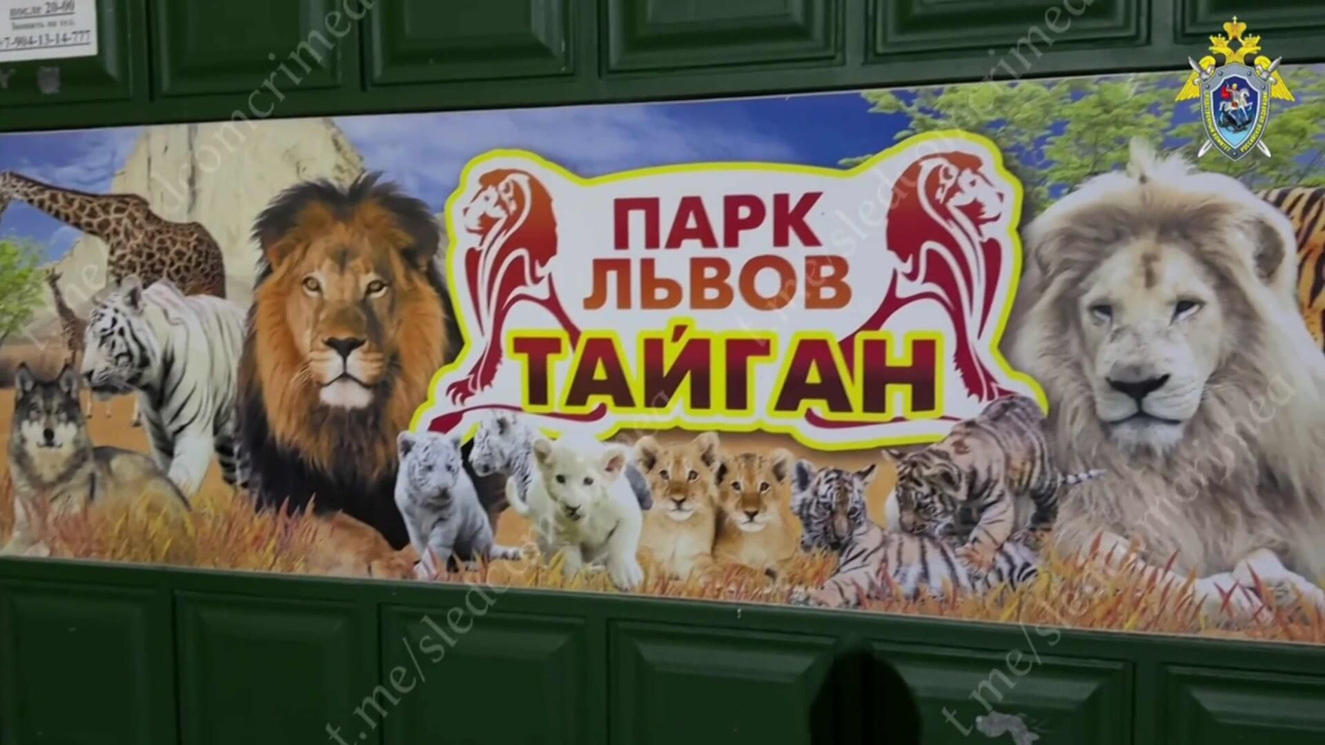 Следователи проверяют парк Тайган  после нападения  льва на директора - РИА Новости, 1920, 23.06.2025