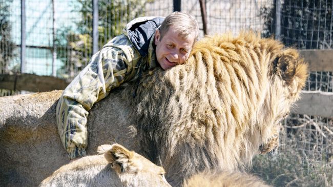 Директор крымского сафари-парка Тайган Олег Зубков со львами
