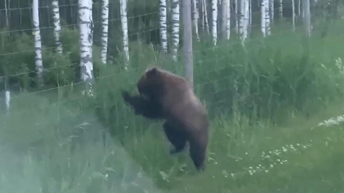 Медведь в Лодейнопольском районе Ленинградской области, который пытался столкнулся со сплошным забором Медведь в Лодейнопольском районе Ленинградской области, который пытался столкнулся со сплошным забором - РИА Новости, 1920, 24.06.2025