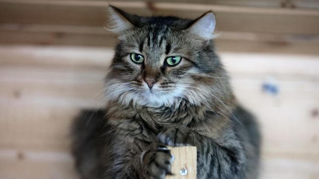 Кошка из приюта для бездомных животных в Москве