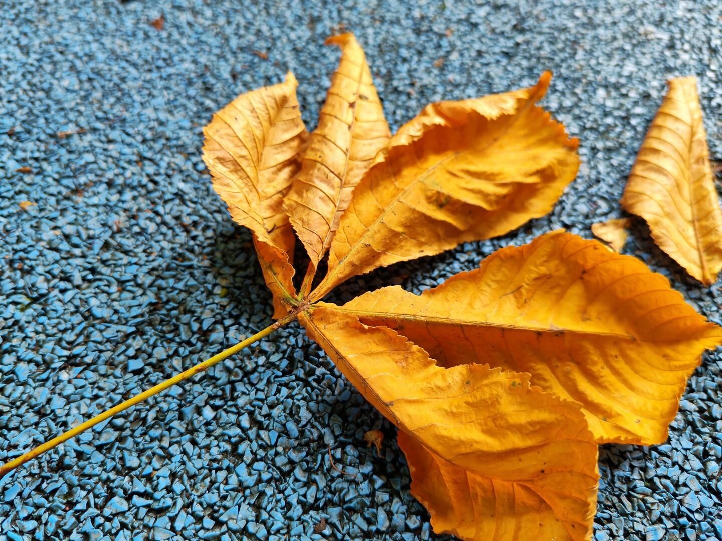 Фото с телефона HONOR 400 Фото с телефона HONOR 400 - РИА Новости, 1920, 07.07.2025