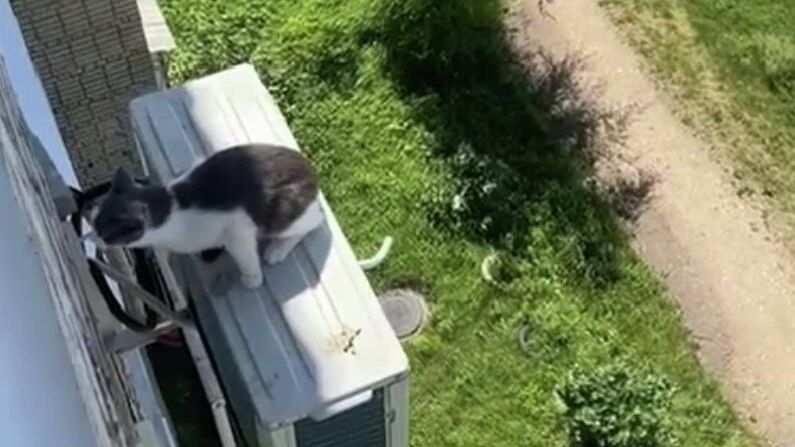 Кошка Феня на внешнем блоке кондиционера в Биробиджане. Кадр видео - РИА Новости, 1920, 09.07.2025