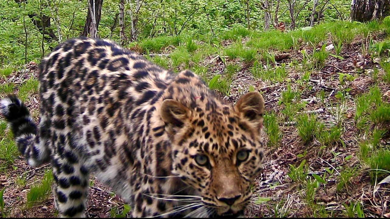 Леопард Leo 283F Дуся Леопард Leo 283F Дуся - РИА Новости, 1920, 09.07.2025