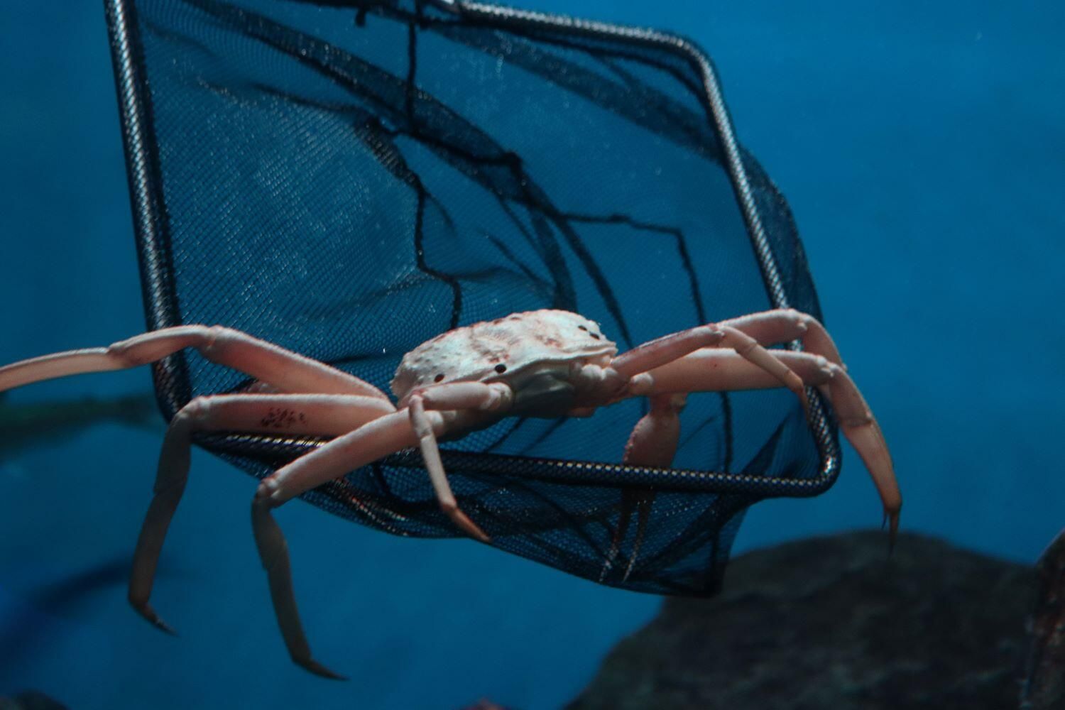 Краб-стригун в горошинку из Охотского моря, поселившийся в Приморском океанариуме - РИА Новости, 1920, 15.07.2025