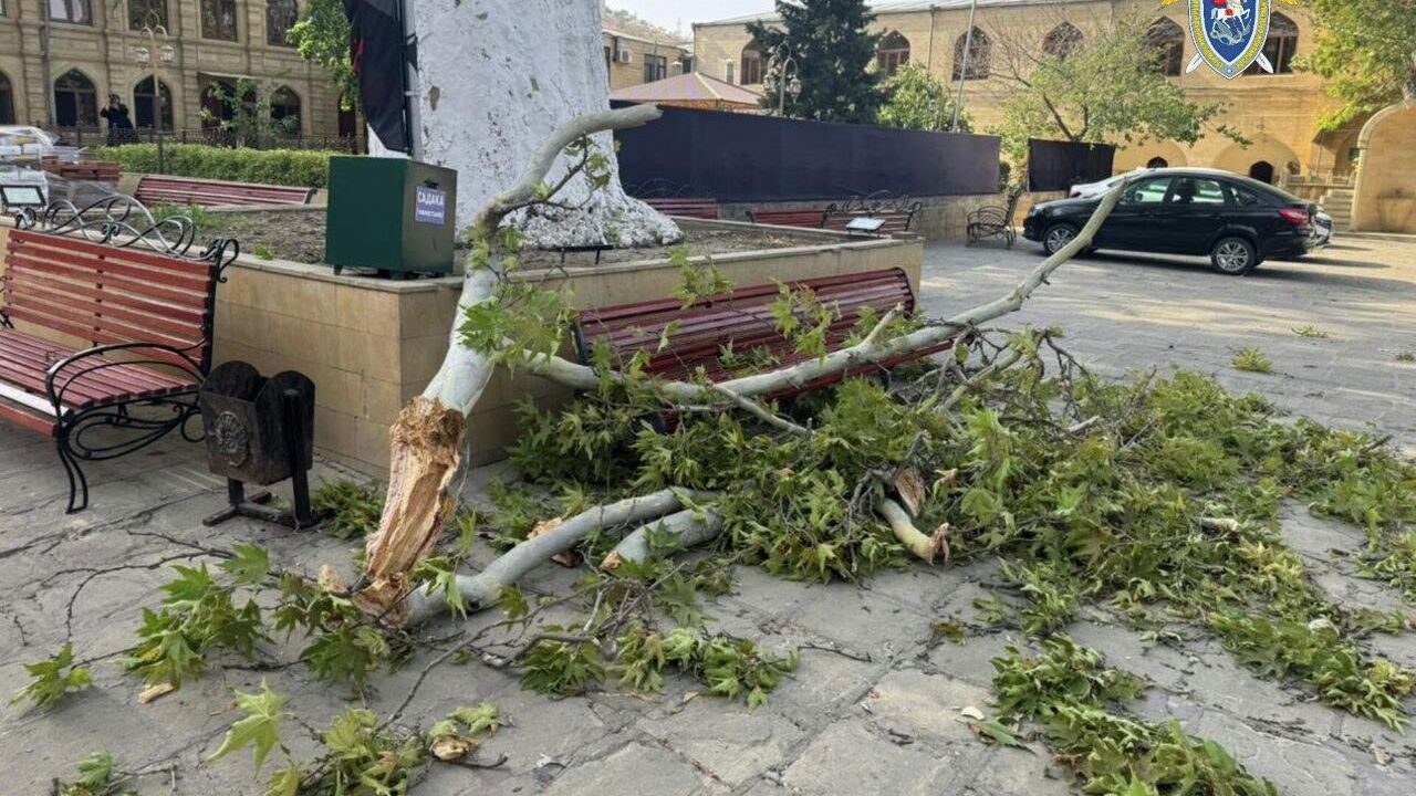 Дерево упало в Дербенте у Джума-мечети Дерево упало в Дербенте у Джума-мечети - РИА Новости, 1920, 04.08.2025
