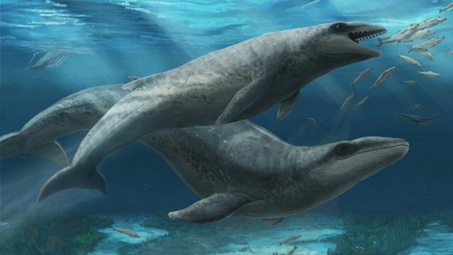 Древний кит Janjucetus dullardi Древний кит Janjucetus dullardi