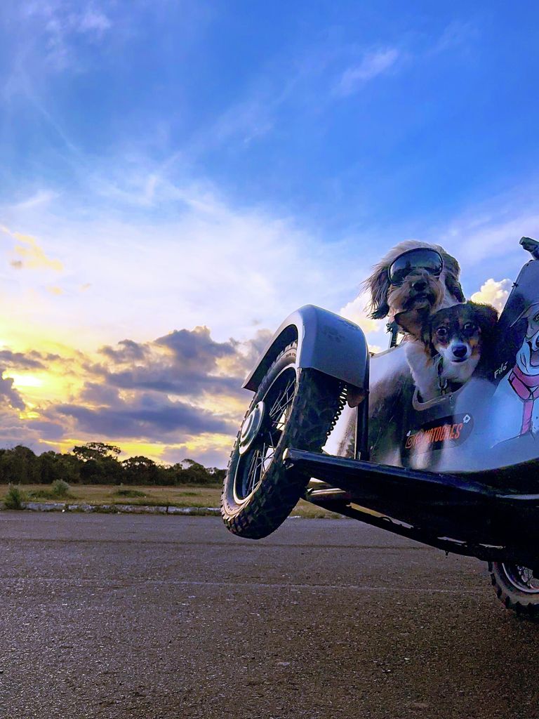 Снимок Moto Cães фотографа из Бразилии Thiago Bernardes de Souza, ставший вторым в категории Photographer of the Year конкурса IPPAWARDS 2025 Снимок Moto Cães фотографа из Бразилии Thiago Bernardes de Souza, ставший вторым в категории Photographer of the Year конкурса IPPAWARDS 2025