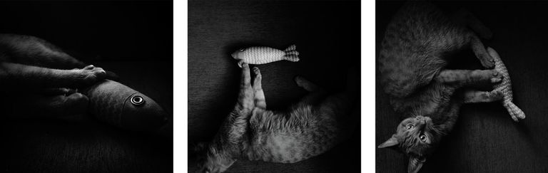 Снимки из серии The dream of the hunt фотографа из России Милены Константиновой, ставший третьим в категории Series конкурса IPPAWARDS 2025 Снимки из серии The dream of the hunt фотографа из России Милены Константиновой, ставший третьим в категории Series конкурса IPPAWARDS 2025