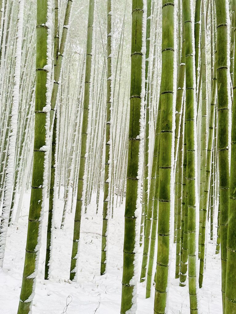 Снимок Winter Bamboos фотографа из Австралии Mark Sarmiento, победивший в категории Nature конкурса IPPAWARDS 2025 Снимок Winter Bamboos фотографа из Австралии Mark Sarmiento, победивший в категории Nature конкурса IPPAWARDS 2025