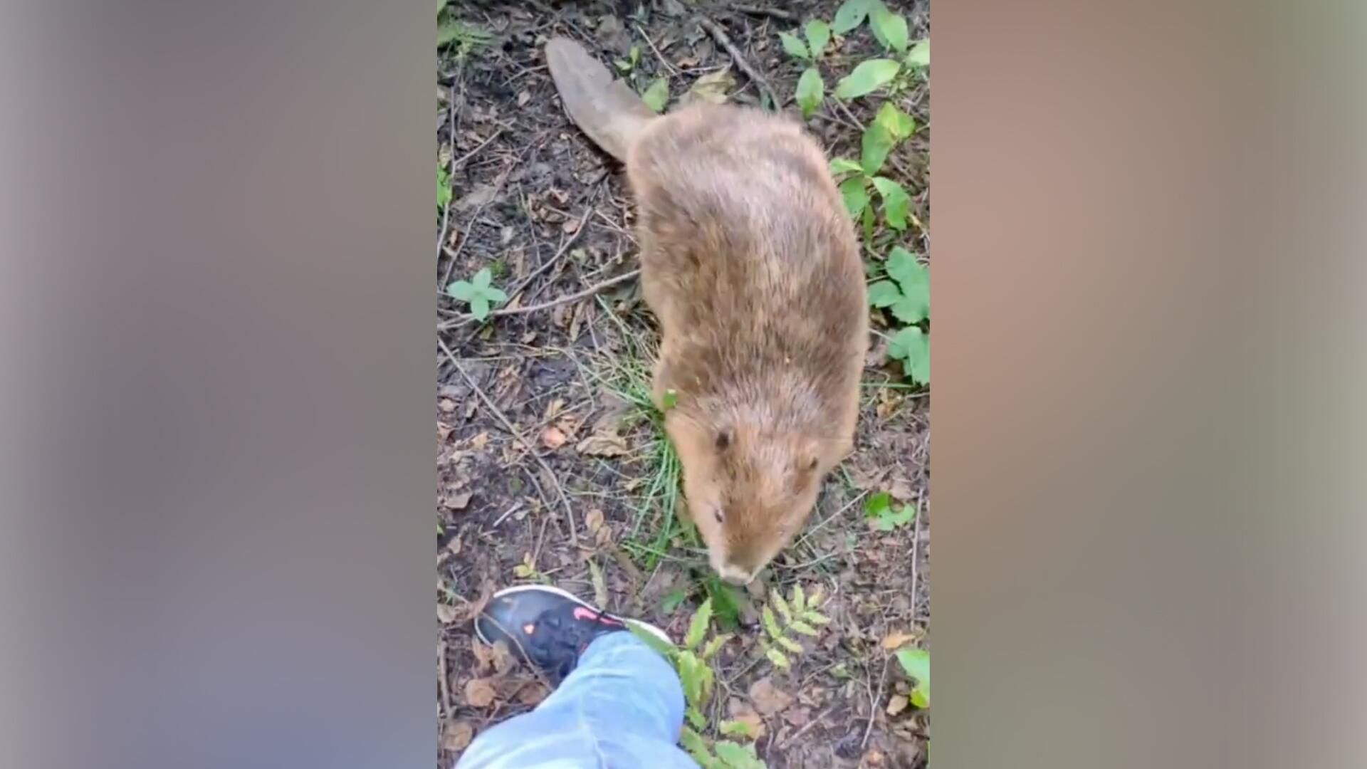 Бобра, которого спасли в Курортном районе Санкт-Петербурга, выпустили на волю после реабилитации Бобра, которого спасли в Курортном районе Санкт-Петербурга, выпустили на волю после реабилитации - РИА Новости, 1920, 19.08.2025