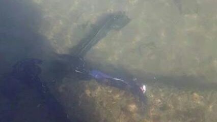 Электросамокаты на дне Байкала в поселке Слюдянка Электросамокаты на дне Байкала в поселке Слюдянка - РИА Новости, 1920, 21.08.2025