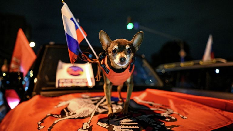 Собака участников автопробега на Садовом кольце в честь Дня флага России, Собака участников автопробега на Садовом кольце в честь Дня флага России,