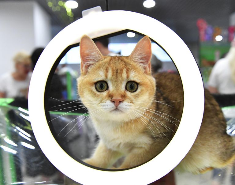 Котенок породы скоттиш-страйт на выставке КоШарики Шоу в Москве