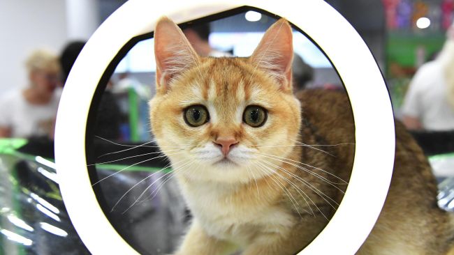Котенок породы скоттиш-страйт