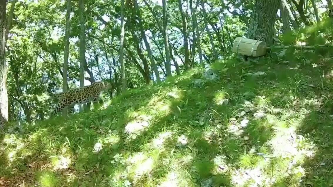 Спасённый леопард Leo 260M обосновался в самой восточной точке ареала Спасённый леопард Leo 260M обосновался в самой восточной точке ареала - РИА Новости, 1920, 09.09.2025