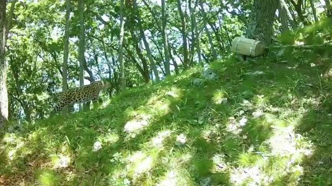 Спасённый леопард Leo 260M обосновался в самой восточной точке ареала