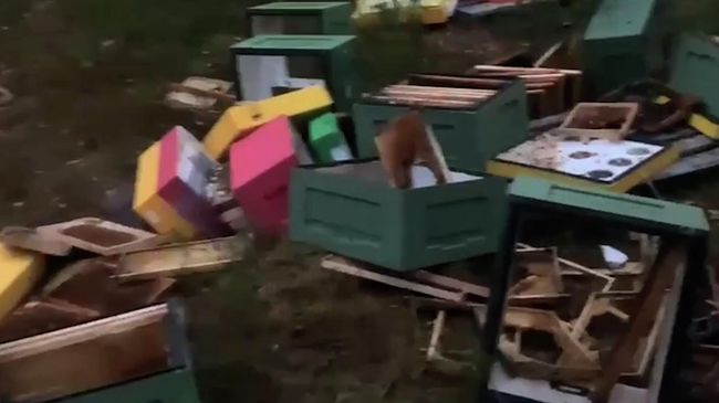 Последствия нападения медведя на мурманскую пасеку