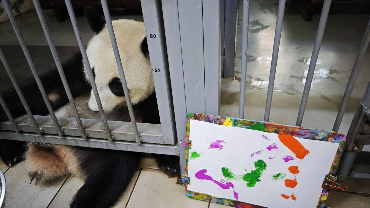 Панда Катюша из Московского зоопарка нарисовала свой первый в жизни рисунок Панда Катюша из Московского зоопарка нарисовала свой первый в жизни рисунок - РИА Новости, 1920, 16.09.2025